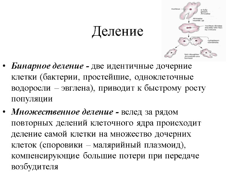 Деление Бинарное деление - две идентичные дочерние клетки (бактерии, простейшие, одноклеточные водоросли – Деление Бинарное деление - две идентичные дочерние клетки (бактерии, простейшие, одноклеточные водоросли –